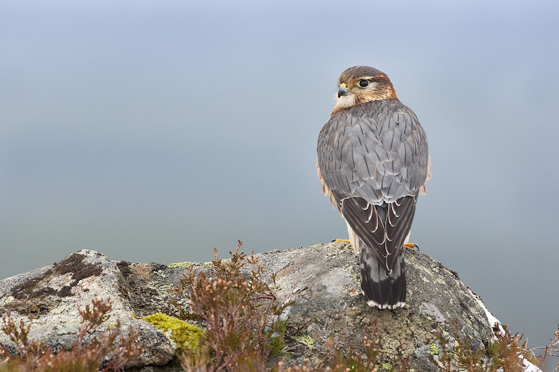 Merlin (Falco columbarius) adult male. Scotland, February 2010 (taken in controlled conditions)