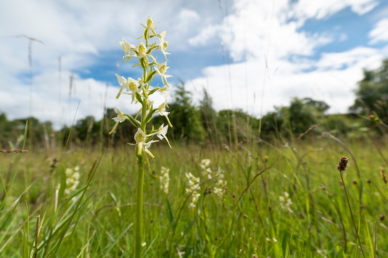 Greater butterfly orchid, Platanthera chlorantha, in water meadow alongside River Spey, Scotland
