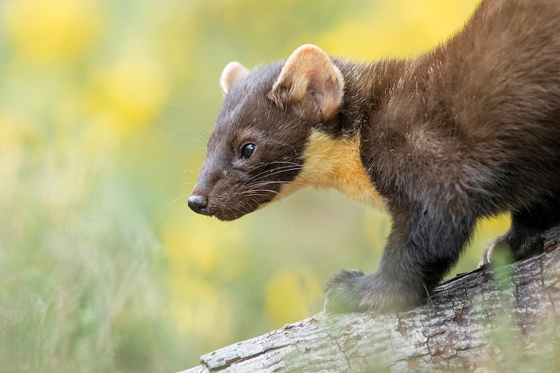 Pine marten portrait in flowering gorse