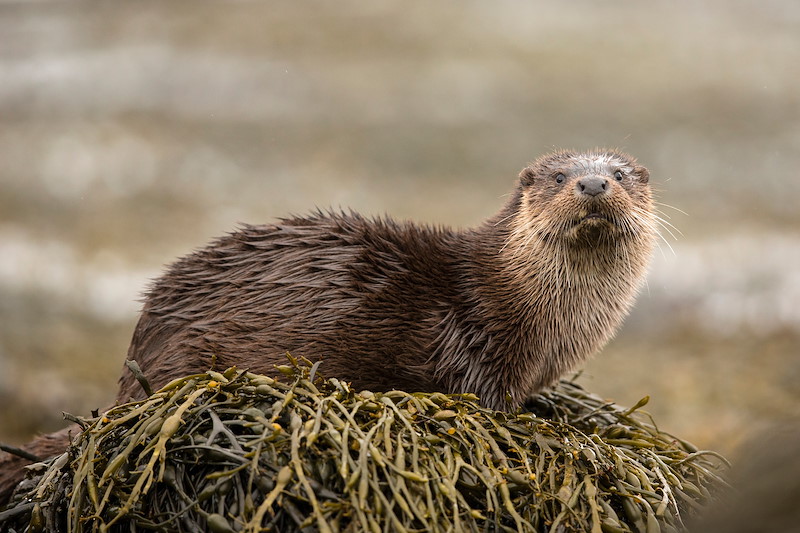 European Otter Lutra lutra, amongst kelp on shore, Scotland